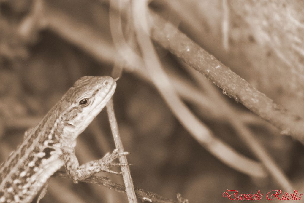 Podarcis siculus campestris nata l''anno scorso???